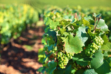 traitement de la vigne